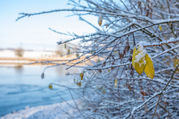 Image showing Iced tree and shrubs in a winter