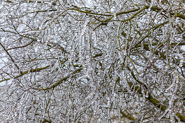 Image showing Iced twigs and branches of tree