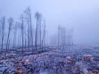 Image showing tree in deforested landscape , mystical winter