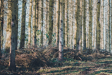 Image showing Spruce Trunks In A Mossy Forest