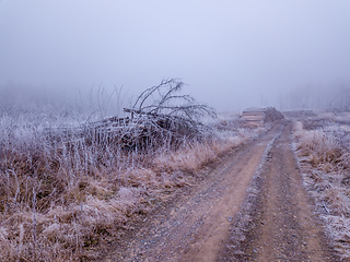 Image showing Piled logs of harvested wood in winter landscape