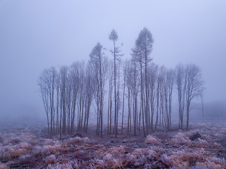 Image showing tree in deforested landscape , mystical winter