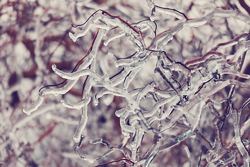 Image showing Iced twigs and branches of tree