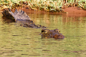 Image showing Nile Crocodile in Chobe river, Botswana