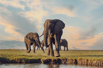 Image showing African Elephant in Chobe National Park