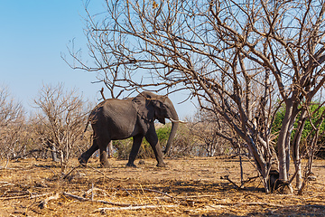 Image showing African Elephant in Chobe National Park