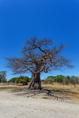 Image showing majestic baobab tree Botswana