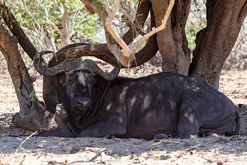 Image showing Cape Buffalo at Chobe, Botswana safari wildlife