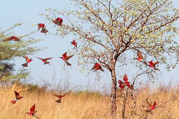 Image showing large nesting colony of Northern Carmine Bee-eater