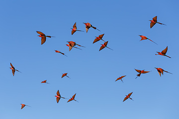 Image showing large nesting colony of Northern Carmine Bee-eater