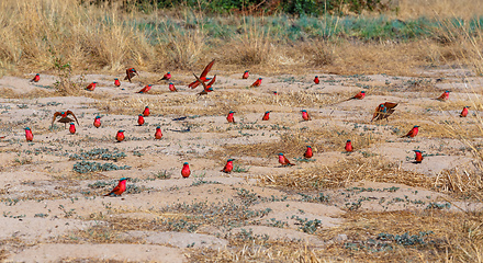 Image showing large nesting colony of Northern Carmine Bee-eater