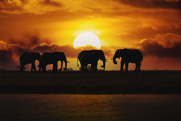 Image showing Evening silhouette over sunset of African Elephant, Botswana. Af