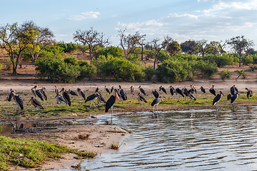 Image showing flock of Marabou storks birds in Chobe, Botswana