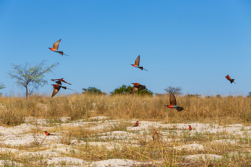 Image showing large nesting colony of Northern Carmine Bee-eater