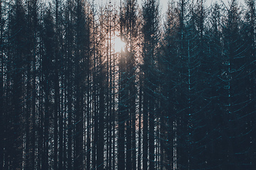 Image showing Dark pine trees in moody spruce forest with sun