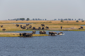 Image showing African Elephant in Chobe National Park