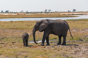 Image showing African Elephant in Chobe National Park