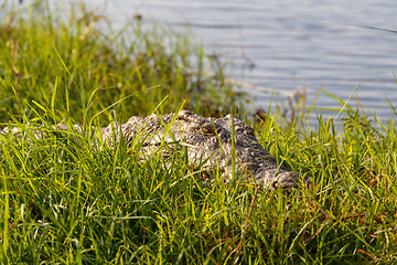 Image showing Nile Crocodile in Chobe river, Botswana