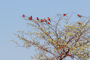 Image showing large nesting colony of Northern Carmine Bee-eater