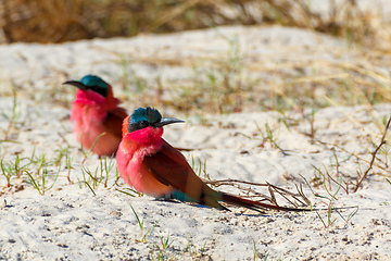 Image showing large nesting colony of Northern Carmine Bee-eater