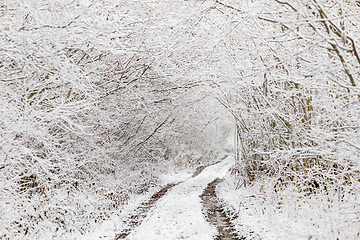 Image showing Iced tree and shrubs in a winter