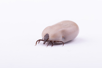 Image showing Tick Danger insect