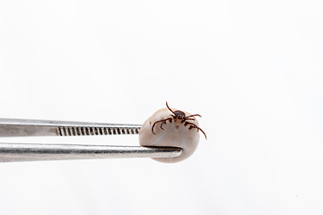 Image showing Tick (Ixodes ricinus) isolated on white