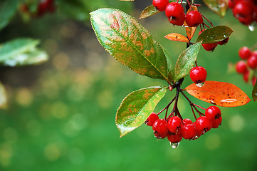 Image showing Wet Leaves and Berries