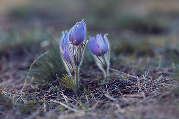 Image showing blooming and faded blossom of purple pasque-flower