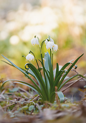 Image showing white spring flowers snowflake Leucojum