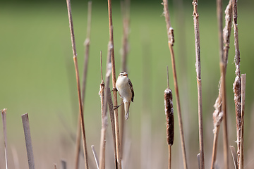 Image showing small song bird Sedge warbler, Europe wildlife