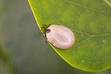 Image showing Tick Danger insect