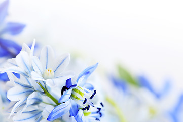 Image showing Spring flowers background