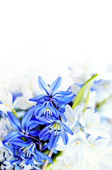 Image showing Spring flowers background