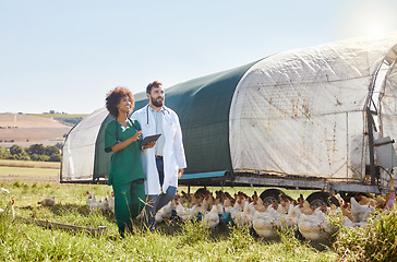 Image showing Tablet, agriculture or healthcare with a vet and nurse on a poultry farm for sustainability or treatment. Research, medical or insurance with a man and woman veterinarian team working with chickens