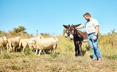 Image showing Farming, care and man with cattle on a field for agriculture, sustainability and entrepreneurship. Farm, sheep and farmer with horses on the countryside for clean energy and sustainable living