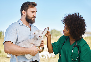 Image showing Farm, vet and woman checking a sheep in a livestock field in the sustainable countryside. Agriculture, sustainability and female veterinary doctor doing a consultation or checkup on a animal lamb.