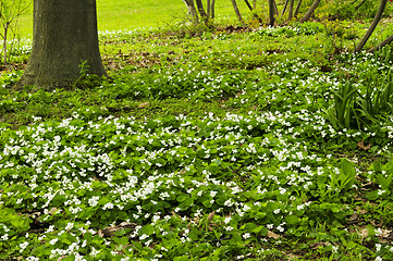 Image showing Spring flowers near creek