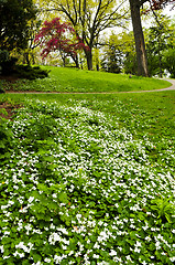 Image showing Spring flowers near creek