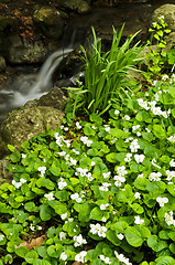 Image showing Spring flowers near creek