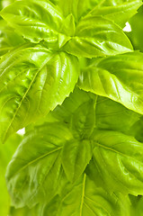 Image showing Green basil close up