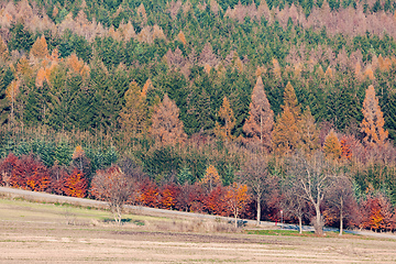 Image showing Autumn forest nature. Vivid fall colors