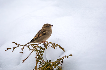 Image showing Eurasian tree sparrow in flowering tree