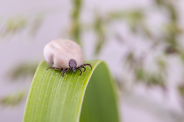 Image showing Tick Danger insect