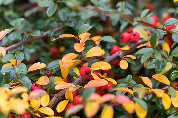 Image showing autumn background with red gaultheria