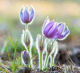 Image showing blooming and faded blossom of purple pasque-flower