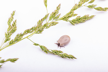 Image showing Tick Danger insect