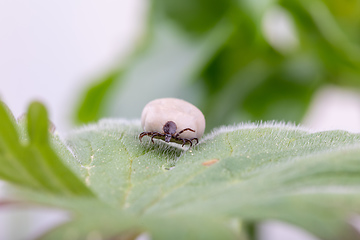 Image showing Tick Danger insect