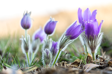 Image showing blooming and faded blossom of purple pasque-flower