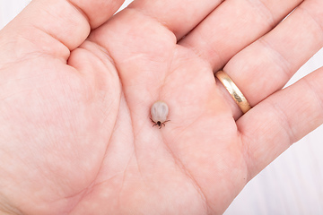 Image showing Tick on human hand